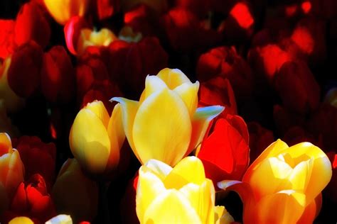 Free Images Flower Petal Tulip Red Color Yellow Organ Macro