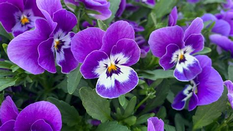 Pansies Everything You Need To Know Before Planting