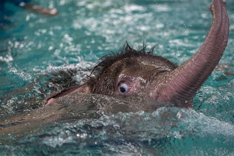 Baby Elephant ‘clear Sky Learns To Walk Again — In Water