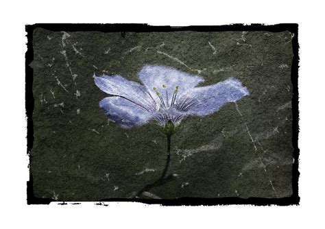 Antique Flax Flower Photograph By Linda Weyers Fine Art America