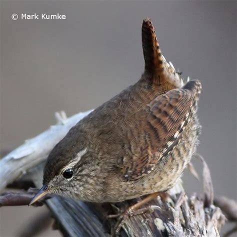 Einheimische vögel mit büchern bestimmen. Die häufigsten Vögel im Winter - Steckbriefe | LBV | Vögel ...