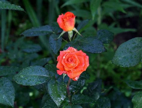 18 Common Rose Plant Problems How To Fix Them Solutions And Treatment