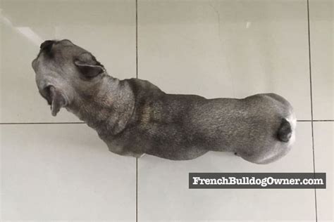 This app is personalised for your french bulldog, so all advises are calculated for your french bulldog with his or her particular settings. Fat French Bulldog? {{ 7 Signs of an Overweight Frenchie }}