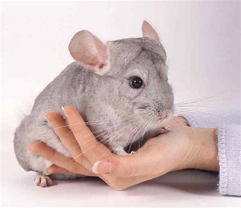 What You Should Know About Buying A Chinchilla | Petsourcing