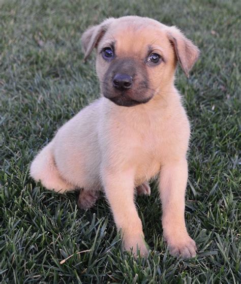 Bayshore road, palo alto, ca 94303. Shug dog for Adoption in Palo Alto, CA. ADN-468549 on ...