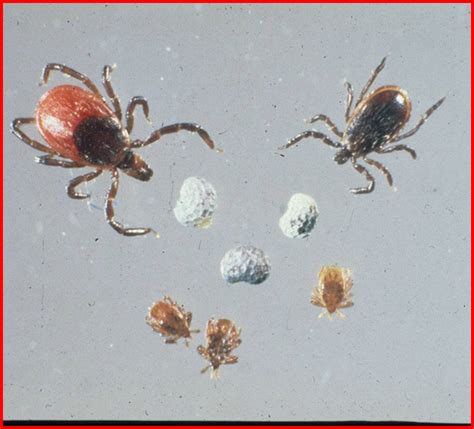 Borrelia is a genus of bacteria of the spirochete phylum. Borrelia miyamotoi - Lyme Disease Association