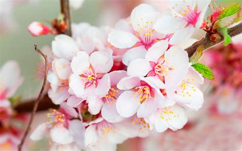 Live Wallpapers Cherry Blossom You Can Choose A Different Cherry