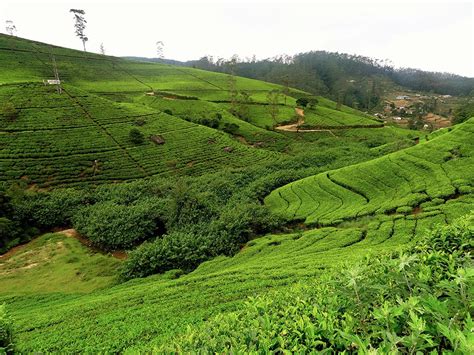 Sri Lanka Plantations De The A Nuwara Eliya Chouette World Blog