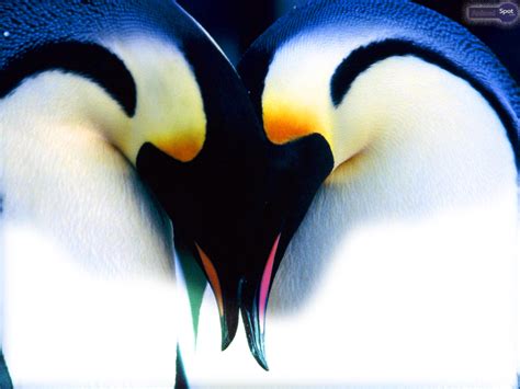 44 Cute Penguin Wallpapers For Desktop Wallpapersafari
