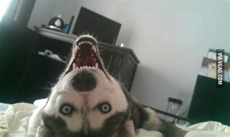 I Think Husky Is The Scariest Dog Ever Animals Scary Dogs Husky