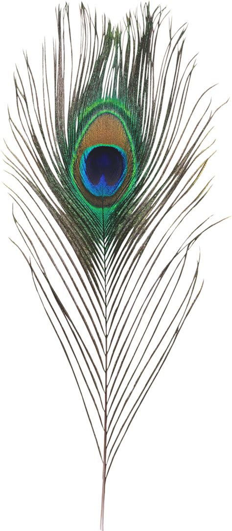Download Single Peacock Feathers Png Hd - Generous Man: How Helping png image