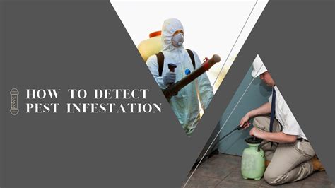 How To Detect Pest Infestation Dynamic Pest Control