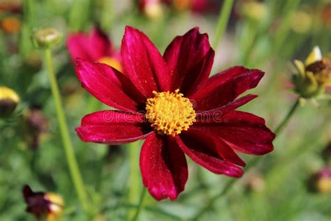 Red Beautiful Cosmos Flower Stock Photo Image Of Green Closeup 25127704