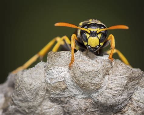 Each hole had a huge mountain of soil next to the hole. Why Yellow Jackets Are Such Jerks Right Now - Southern Living