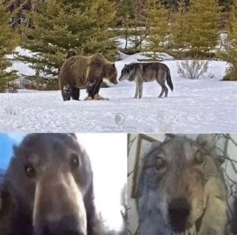 Origin And Template Staring Bear And Wolf Know Your Meme