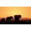 Elephant Silhouette  Download Free Vectors Clipart Graphics & Vector Art