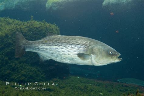 Striped Bass Striper Striped Seabass Morone Saxatilis 10989