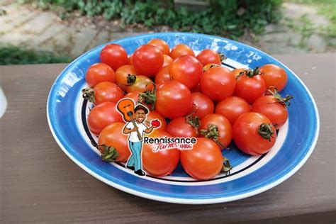 Orange Roussollini Tomato Seeds For Sale At Renaissance Farms