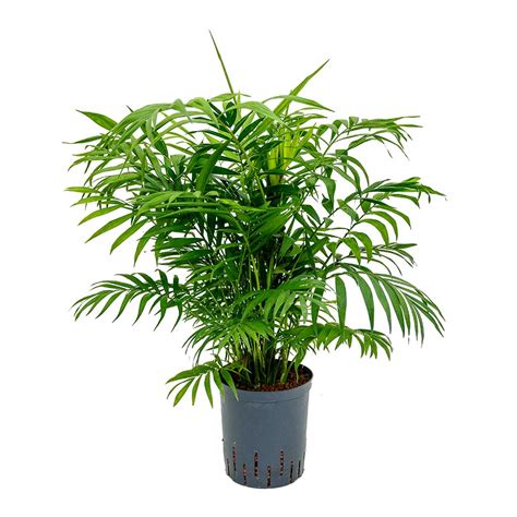 Chamaedorea Elegans Parlour Palm Hydroculture Plant Hortology