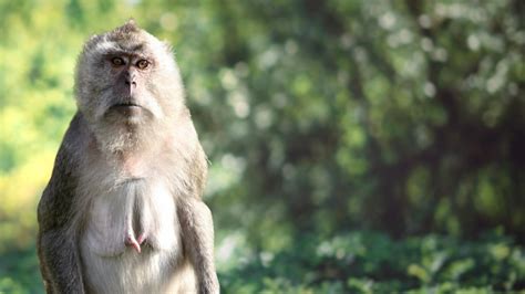 Pourquoi Les Animaux Ne Parlent Pas - Pourquoi les singes ne parlent pas? | 100% Animal | Zone Vidéo Télé-Québec