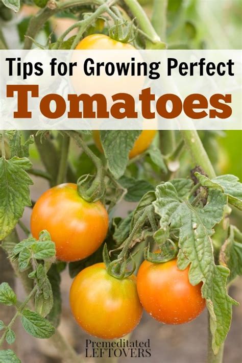 How To Grow Tomatoes In Your Garden From Seed To Harvest