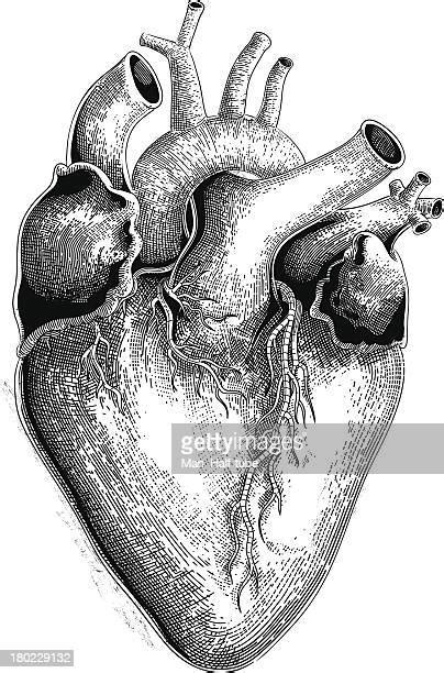 Human Heart Photos And Premium High Res Pictures Getty Images