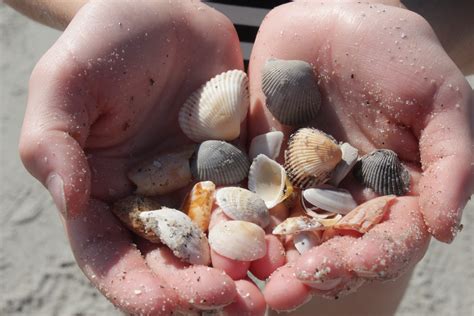 Heading To The Beach 6 Fun Things Kids Can Do With Shells Mothering