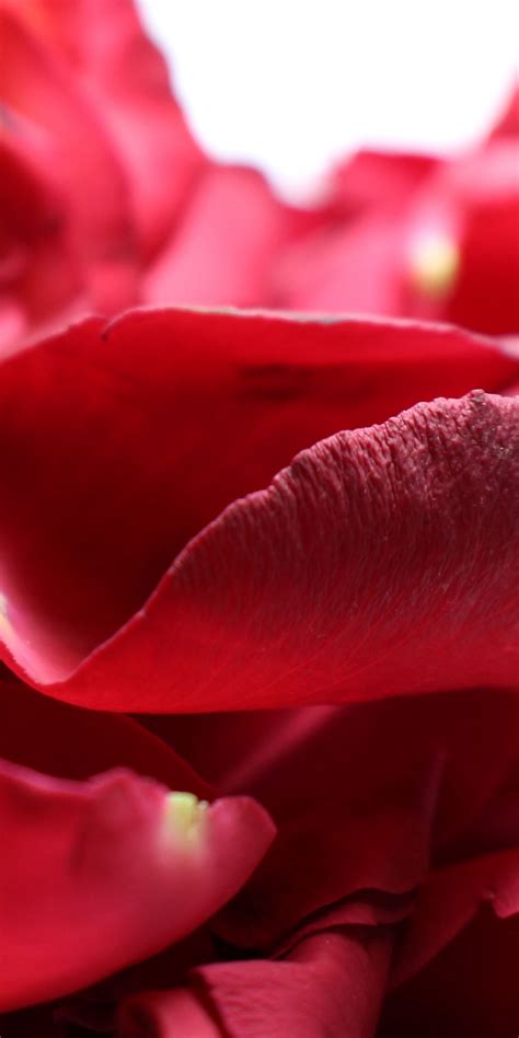 Download Wallpaper 1080x2160 Petals Rose Close Up Honor 7x Honor 9