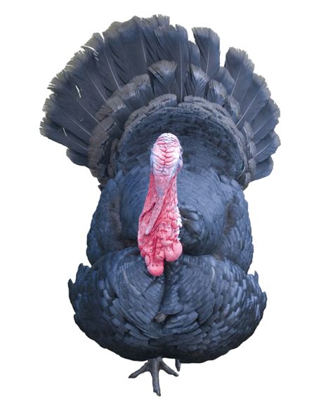Turkey Poultry - Transparent Turkey Background png download - 798*1001 - Free Transparent Turkey ...