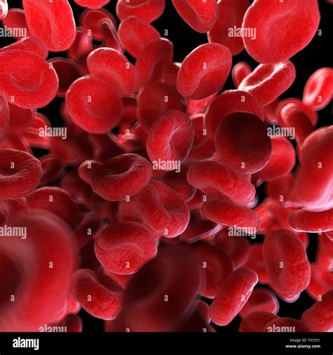 3d Rendered Medically Accurate Illustration Of Human Blood Cells Stock