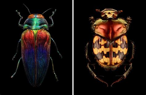 Wonderful Insect Portraits Under The Microscope By Levon Biss