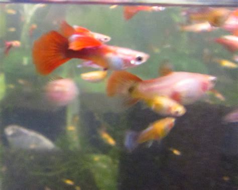 Red Guppy Trins Tropical Fish