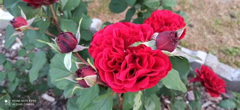 Ranczo Elma Róża Rosa Admiral