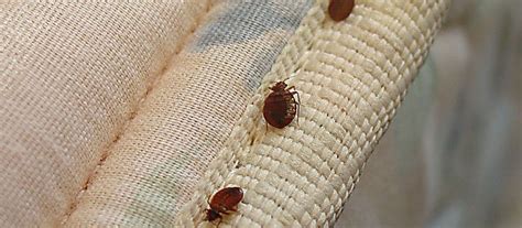 If you've ever hired a pest control company to take care of a problem, and then found that you're having the same problem again in a very short amount of time, it should tell you one thing: Top Tempe Pest Control - Request A Quote Call (480) 969-2926