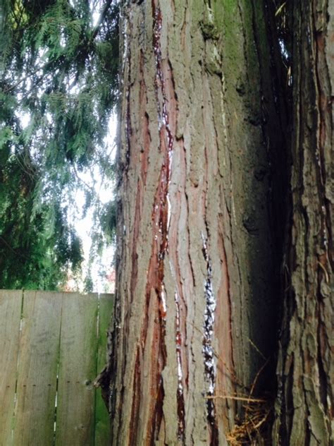 Cedar Tree Fungus Ask Extension