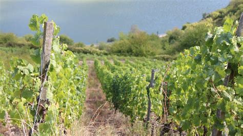 The Best Vineyards In Germanys Moselle Region