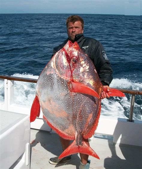 Big Fishes Of The World Opah Lampris Guttatus