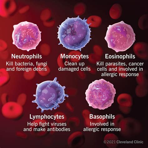 Red Blood Cells And White Blood Cells