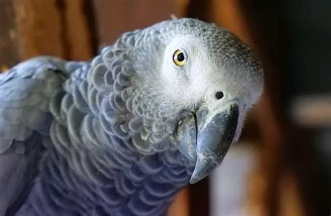 African Grey Parrot Description Habitat Image Diet Interesting Facts