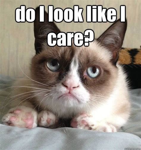 Lol I Love This Cat Grumpy Cat Humor Grumpy Cat Grumpy Cat Quotes