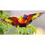 20 Beautiful Exotic Birds You Wont Believe Can Be This Colorful