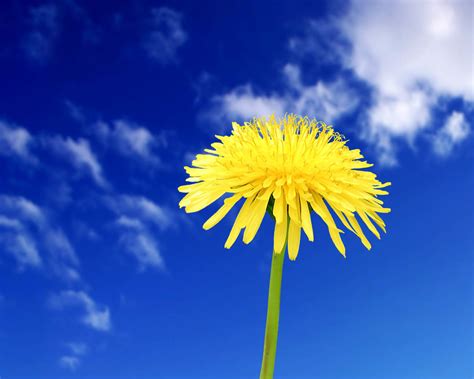 Flower In Blue Sky Wallpaper High Definition High Quality Widescreen