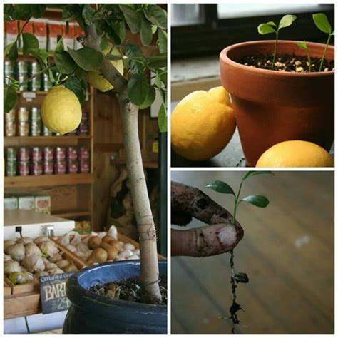 Lemons Lemon Tree Diy Garden Projects Plant Projects