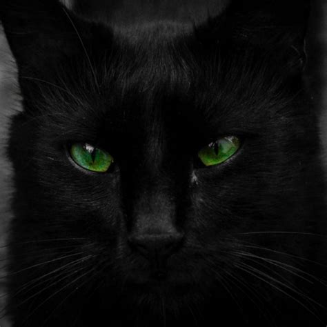 Green Eyed Black Cat Forum Avatar Profile Photo Id