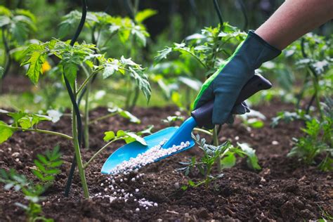 Garden Fertilizer Types When And How To Fertilize Garden Design
