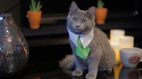 What If Cats Could Buy And Sell Real Estate - YouTube