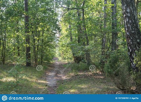 Footpath In Summer Forest Stock Image Image Of Empty 157330781