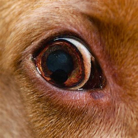 Eye Cysts In Dogs Pictures And Vet Advice