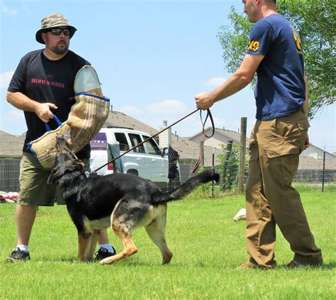 How Your Dogs Can Protect You The Owner From Bad People Dog Training
