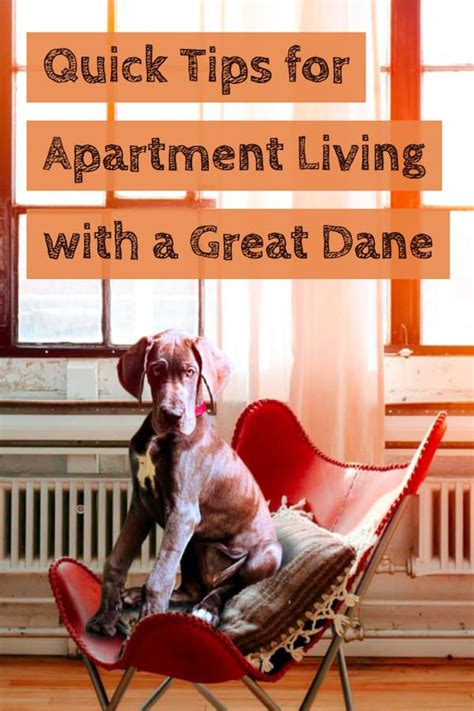 Are Great Danes Good Apartment Dogs A Surprising Match Great Dane Care